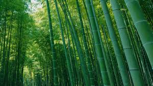 Bamboo Forest